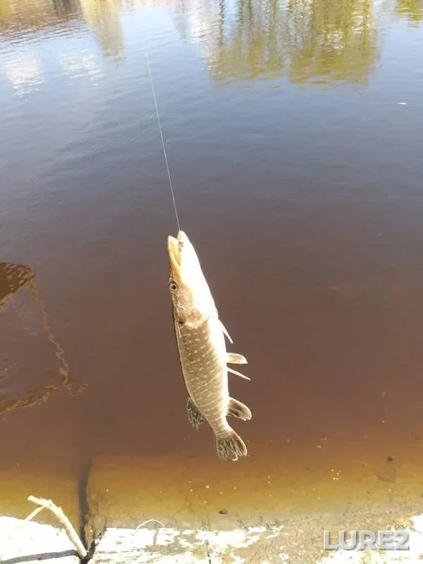 Pike — proliv Vitsataypalensalmi, May 16, 2019