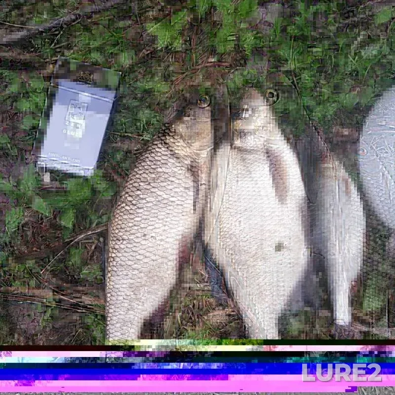Bream, Roach — Sitnitsa, May 17, 2019