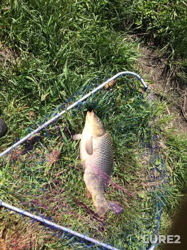 Carp — Sukhoy Karachan, May 18, 2019