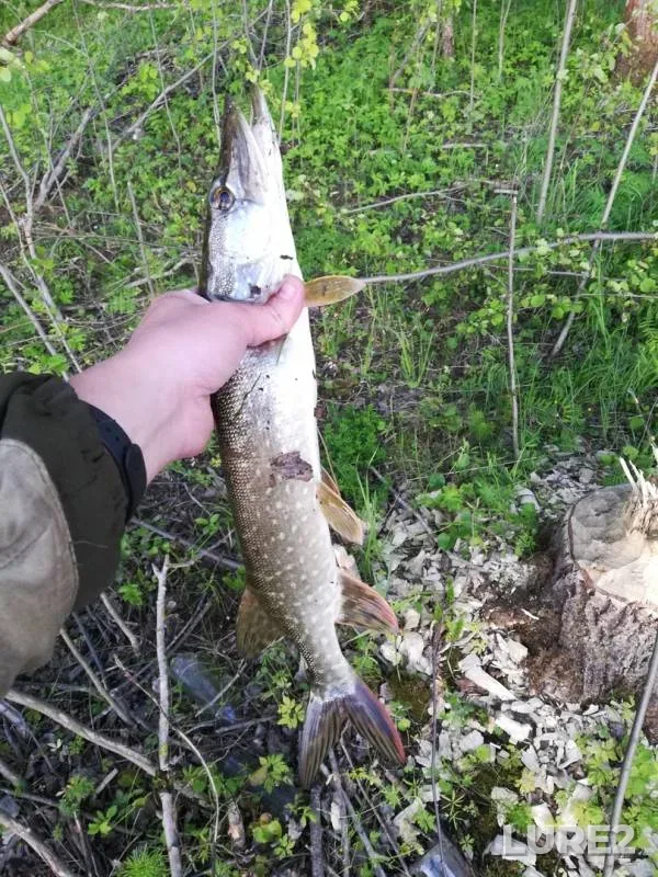 Pike — Malaya Kordyaga, Jun 04, 2019
