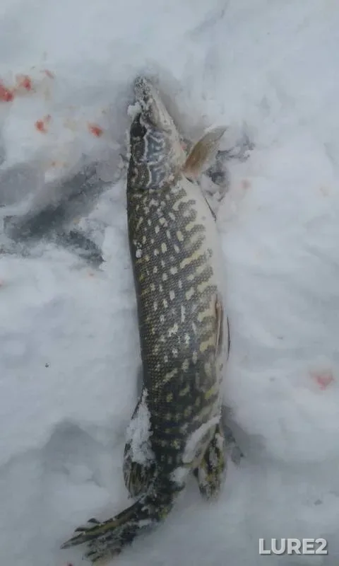 Pike — Zhitomirska oblast, Jan 14, 2017