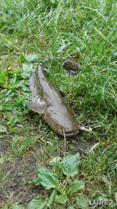 Wels catfish — Pekhorka, Jun 29, 2019