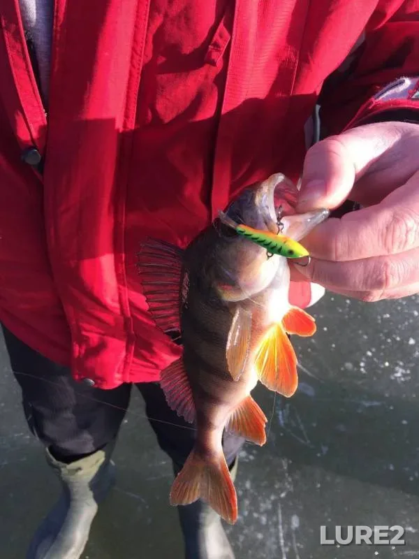 Perch — Kiїvska oblast, Jan 12, 2017