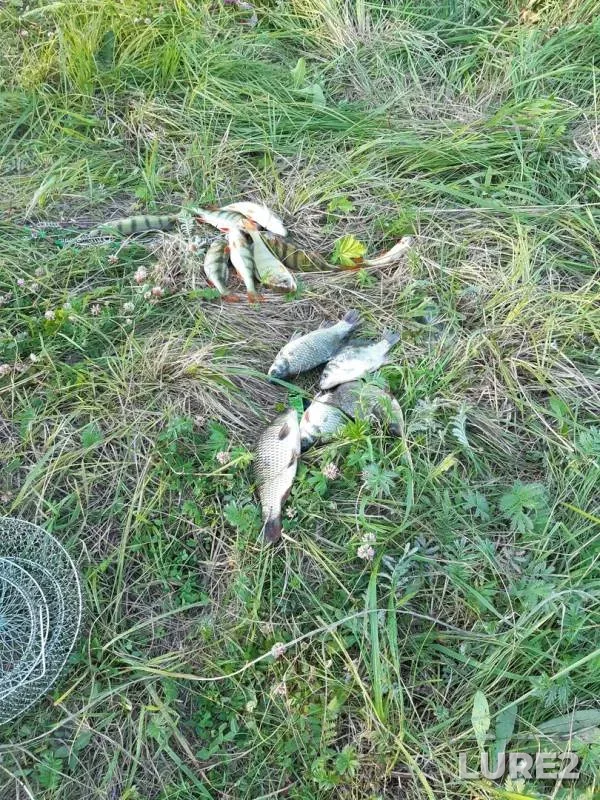 Crucian carp, Perch — Agashkul, Jul 04, 2019