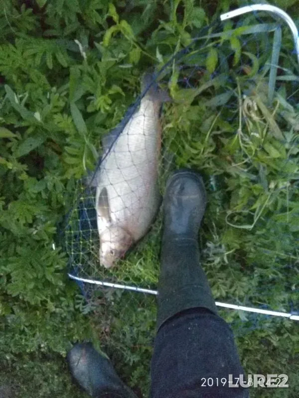 Bream — Berezina, Jul 08, 2019