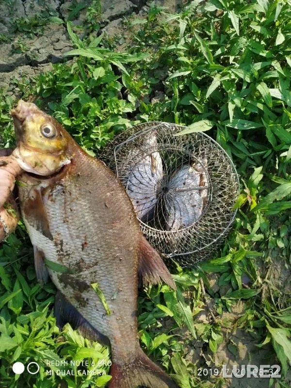 Bream — Tura, Jul 21, 2019