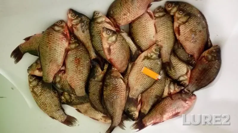 Crucian carp — Gorki, Jul 24, 2019