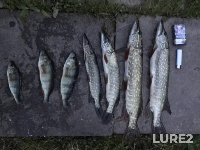 Perch, Pike — Leningradskaya oblast, Aug 11, 2019