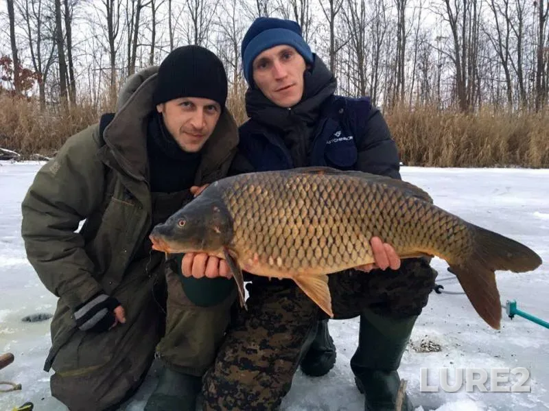 Carp — Cherkaska oblast, Jan 07, 2017