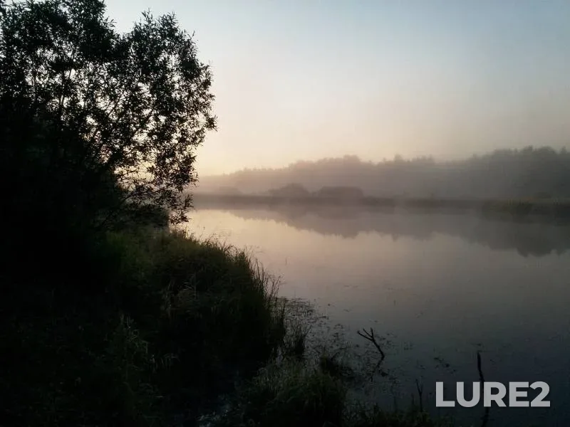Crucian carp — Khanty-Mansiyskiy avtonomnyy okrug — Yugra, Nefteyuganskiy rayon, Sep 08, 2019