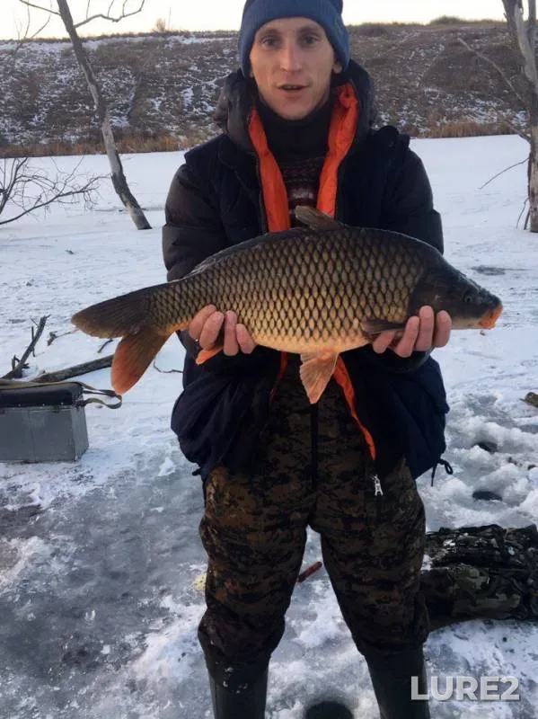 Carp — Cherkaska oblast, Jan 07, 2017