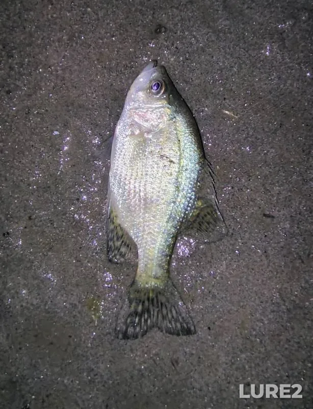 Black crappie — West Lake, May 14, 2019