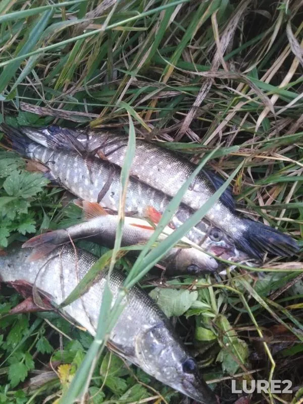 Perch, Pike — Pavlovka, Oct 15, 2019