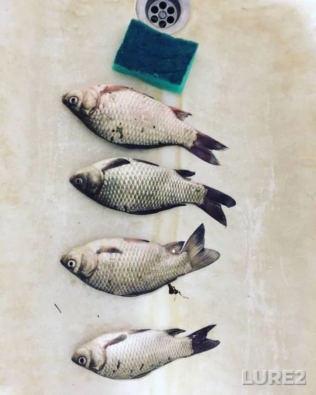 Crucian carp — Shchuchye, Aug 17, 2019