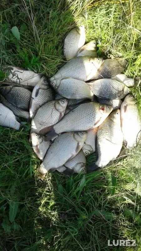 Crucian carp — Nura, Aug 25, 2019