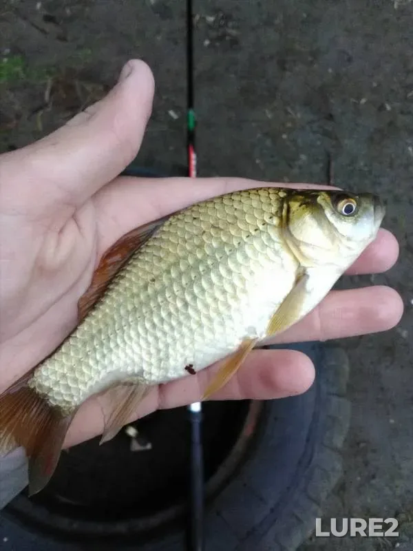 Crucian carp — Chelyabinskaya oblast, Sep 24, 2019
