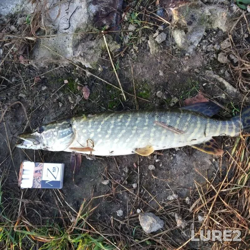 Pike — Gorodeyka, Oct 18, 2019