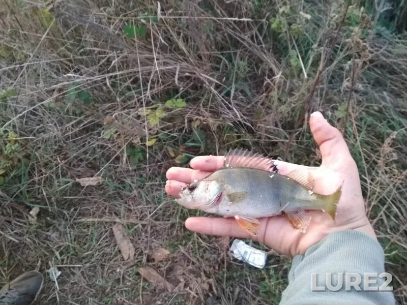 Perch — Alekseyevskiye prudy, Oct 22, 2019