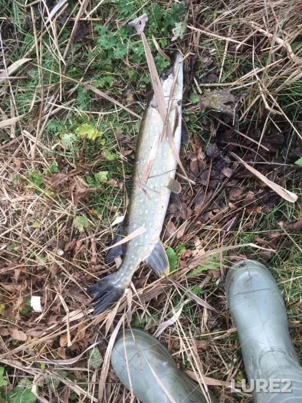 Pike — Kushalka, Oct 26, 2019