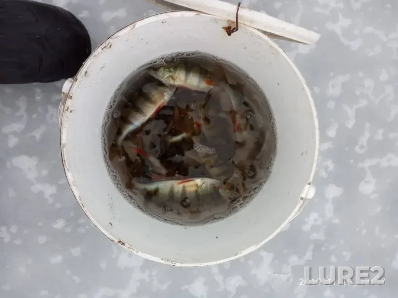 Perch — Sudinka, Nov 16, 2019