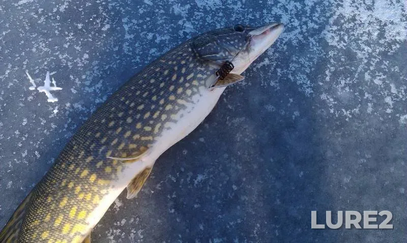 Pike — Lvіvska oblast, Dec 31, 2016