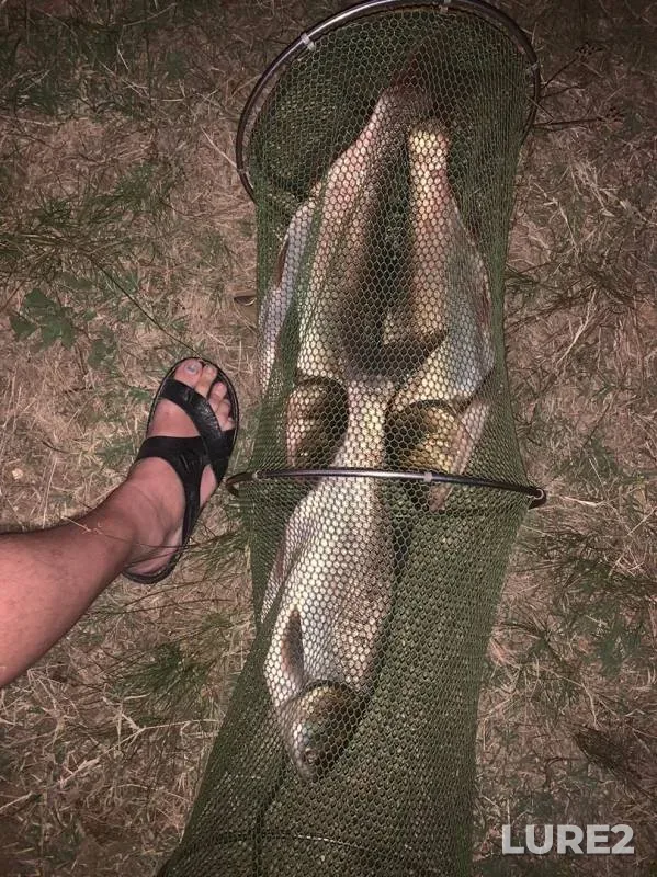 Silver carp — Chekur-Eli, Sep 14, 2019