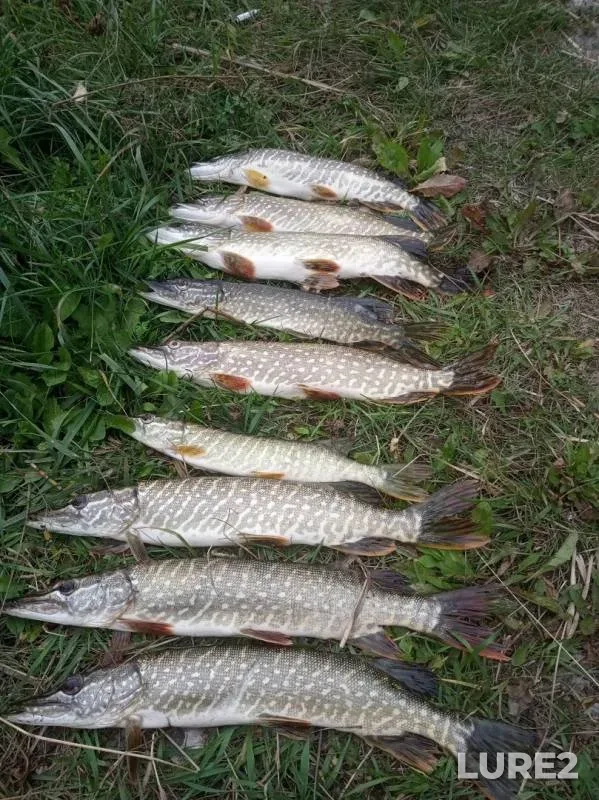 Pike — Shablish, Sep 18, 2019