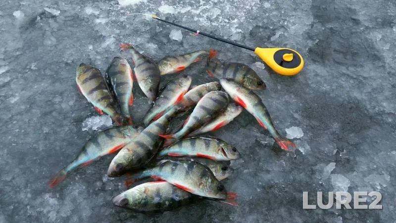 Perch, Roach — Ternopolskiy, Dec 19, 2016