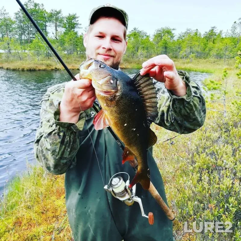 Perch — Svetloye, Jun 23, 2019