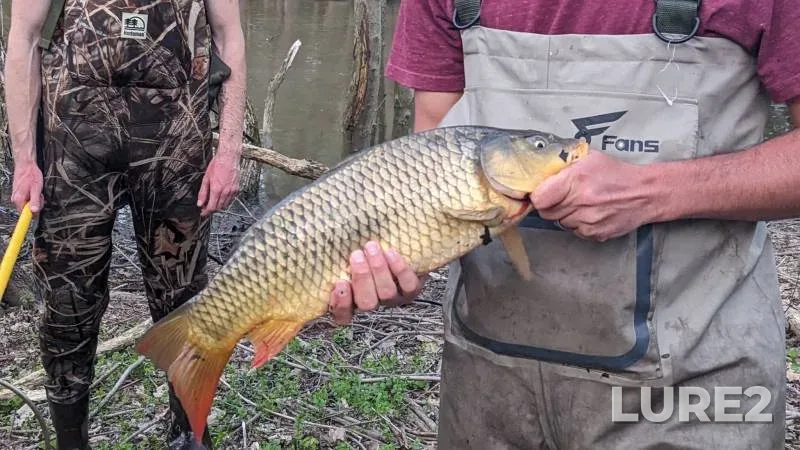 Carp — Olentangy River, May 02, 2018