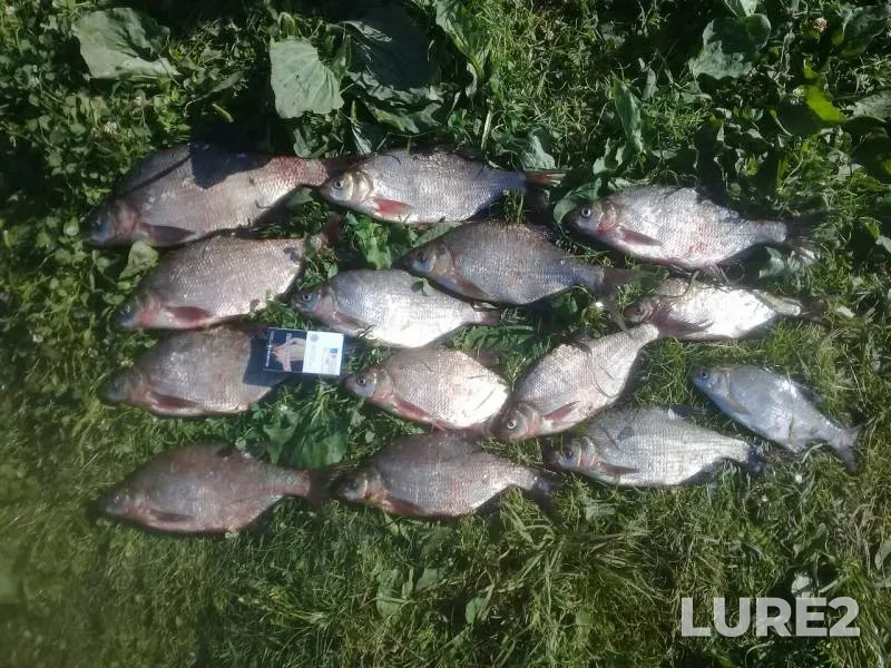 Bream — Volga, Jun 24, 2019