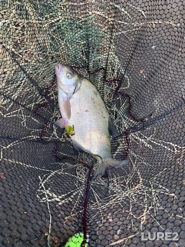 Bream — Moskva, Jun 23, 2019