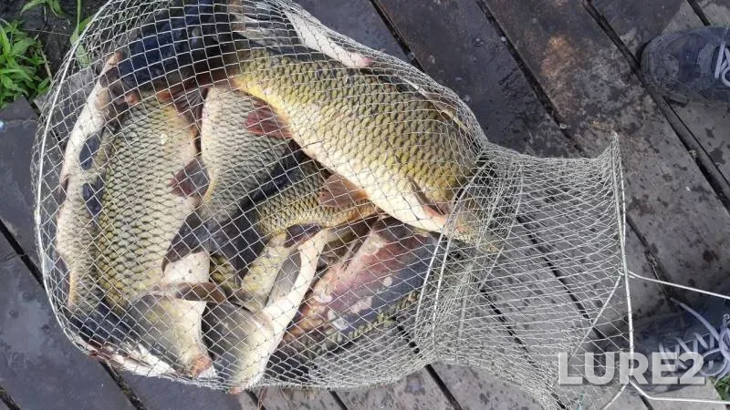 Carp — Ulyanovskaya oblast, Jun 26, 2019