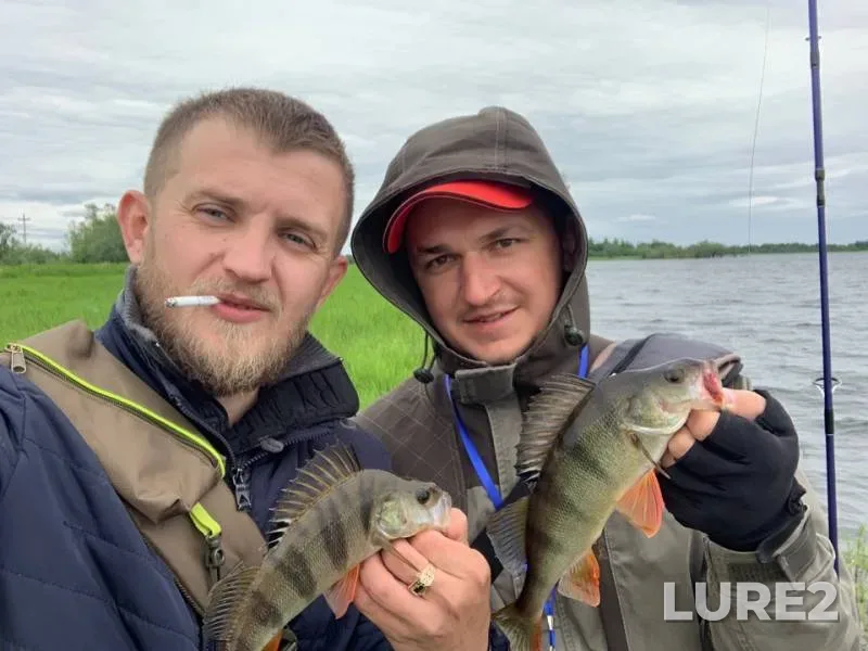 Perch — protoka Sukhoy Balyk, Jun 27, 2019