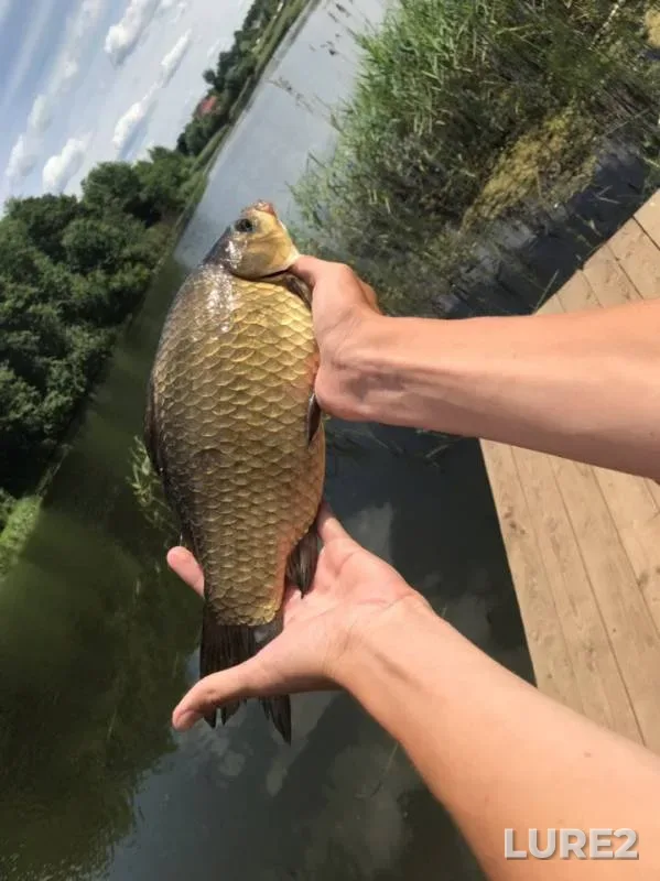 Crucian carp — Smolenskaya oblast, Jun 28, 2019