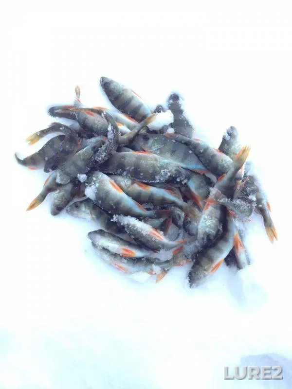 Perch — Vіnnitska oblast, Dec 04, 2016