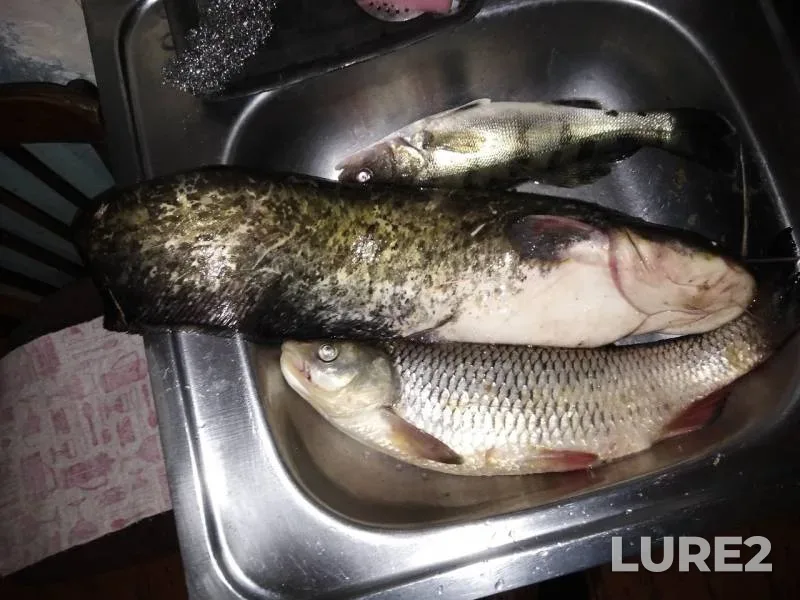 Wels catfish — Oka, Jul 08, 2019