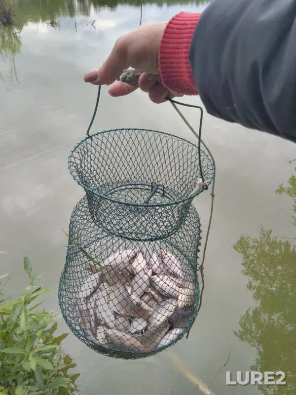 Crucian carp — Lyodovskiy, Jul 12, 2019