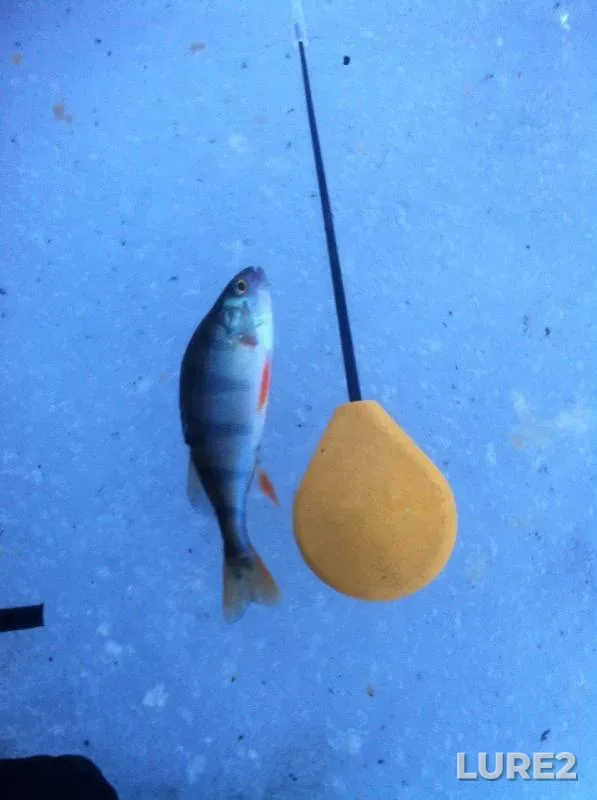 Perch — Lybed, Jan 31, 2016