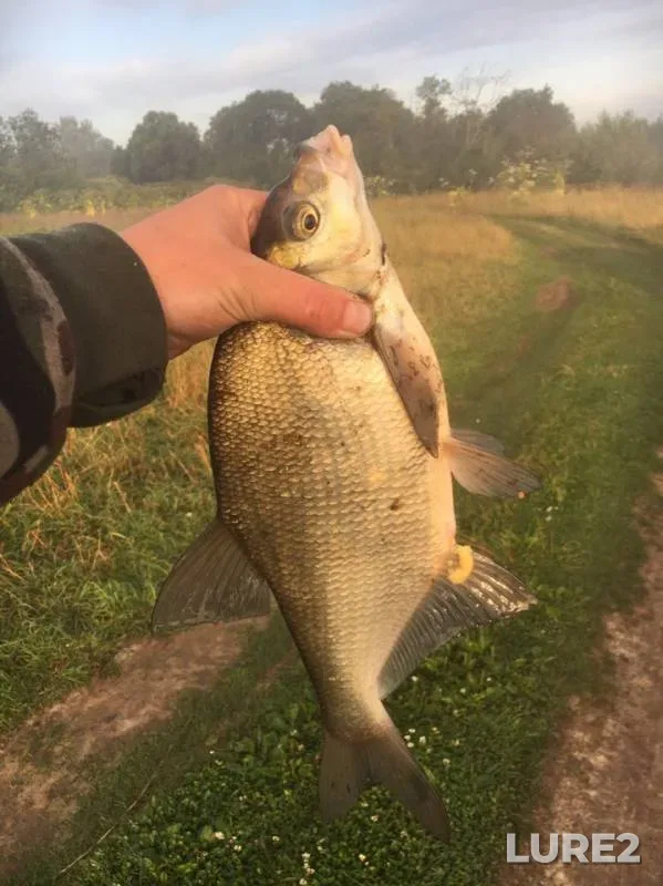 Bream — Volga, Jul 14, 2019