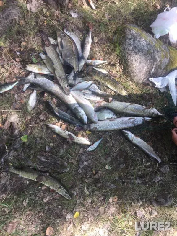 Bream, Pike — Vuoksi / Vuoksa, Jul 14, 2019