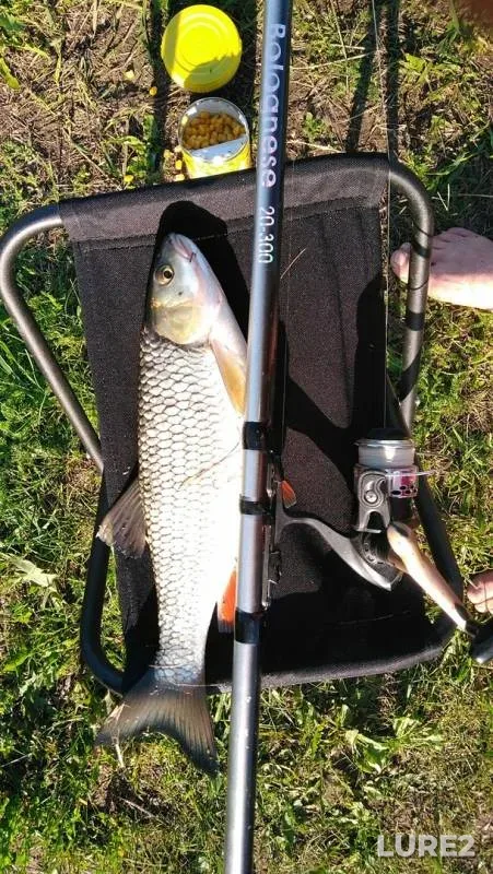 Chub — Shakva, Jul 18, 2019
