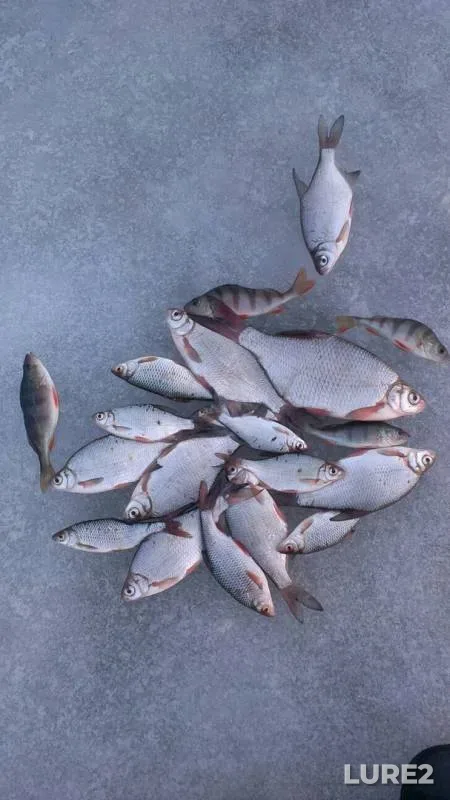 Perch, Roach — Kiїvska oblast, Jan 29, 2016