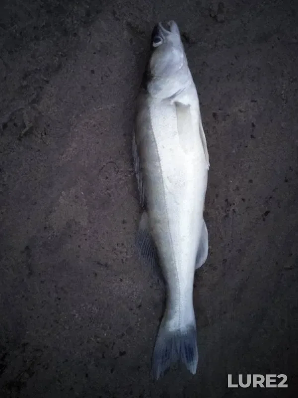 Zander — Novosibirskoye, Jul 21, 2019