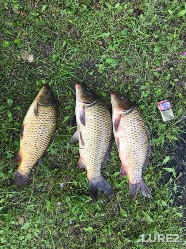 Carp — Yesinskiy, Jul 22, 2019