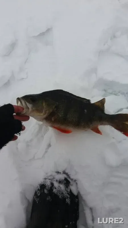 Perch — Khersonska oblast, Jan 27, 2016