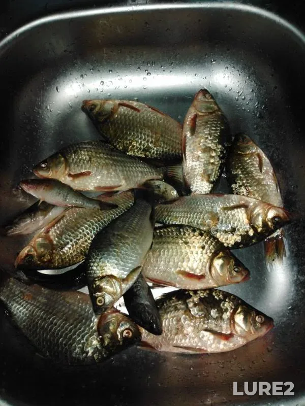 Crucian carp — Yandyrka, Jul 22, 2019