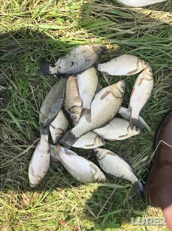 Crucian carp — Bryanskaya oblast, Jul 21, 2019