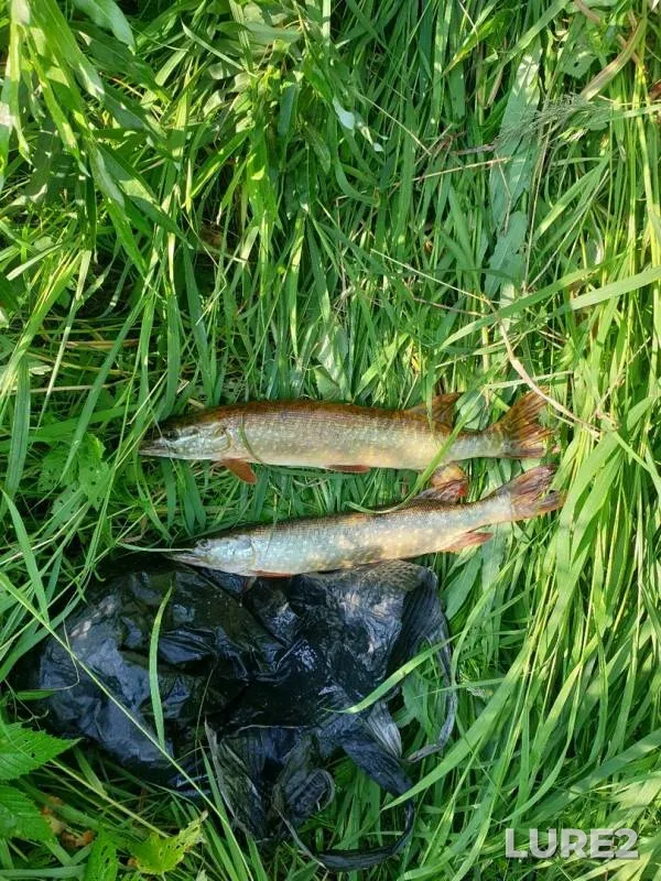 Pike — Bolshaya Tira, Jul 24, 2019