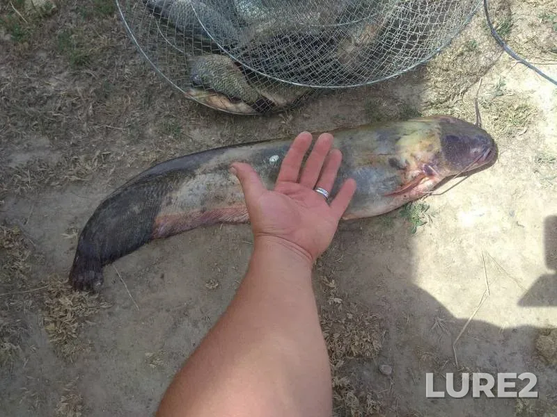 Wels catfish — Malaya Almatinka, Aug 07, 2019